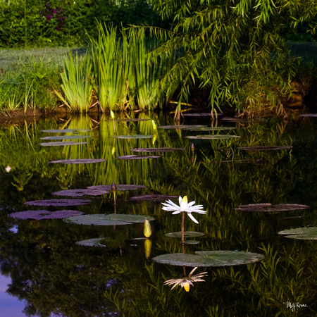 Morning Light on Lily Pond