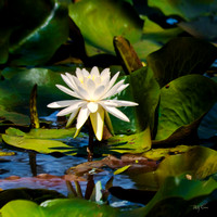 Waterlily 2