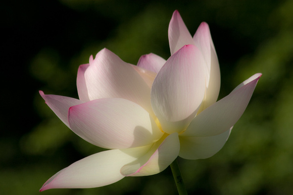 Sacred Lotus 1
