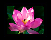 Open Lotus Blossom